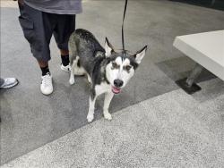 Shelter Stray Male Dog last seen , 3201 Lacy St, Los Angeles, CA 90031, USA
