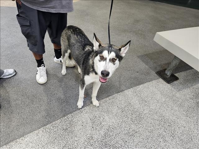 Shelter Stray Male Dog last seen , 3201 Lacy St, Los Angeles, CA 90031, USA