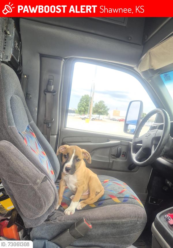 Lost Female Dog last seen 65st and maurer, Shawnee, KS 66216