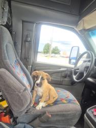 Lost Female Dog last seen 65st and maurer, Shawnee, KS 66216