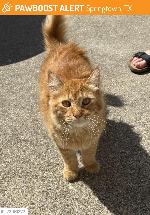 Found/Stray Male Cat last seen Springtown PD, Springtown, TX 76082