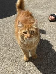 Found/Stray Male Cat last seen Springtown PD, Springtown, TX 76082