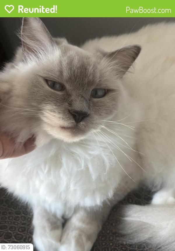 Reunited Male Cat last seen Maple Avenue , Croydon, PA 19021