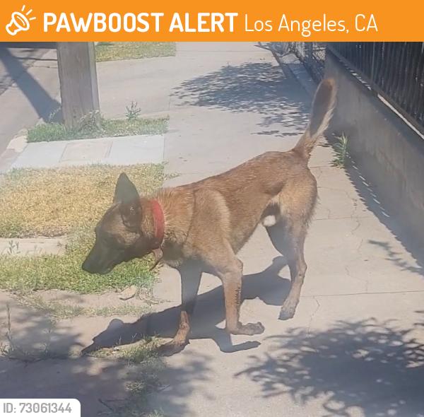 Found/Stray Male Dog last seen 57th & Main, Los Angeles, CA 90037
