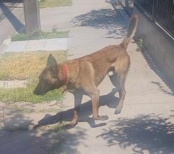 Found/Stray Male Dog last seen 57th & Main, Los Angeles, CA 90037
