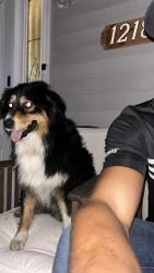 Lost Male Dog last seen Near Cloverlawn y, Detroit, MI 48238
