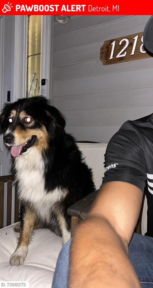 Lost Male Dog last seen Near Cloverlawn y, Detroit, MI 48238