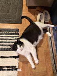 Lost Female Cat last seen Jamell Drive, Jamell Acres Community, Greensburg, PA 15601