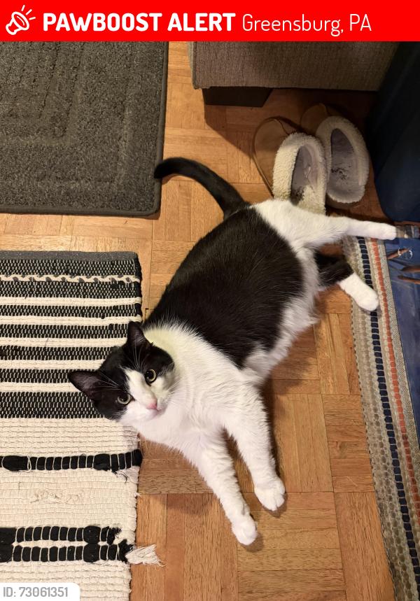 Lost Female Cat last seen Jamell Drive, Jamell Acres Community, Greensburg, PA 15601