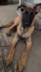 Lost Male Dog last seen Riverbend ests, Greenville County, SC 29687