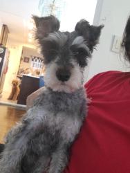 Reunited Male Dog last seen Between 104th ave and 210th street, Hollis, New York 11423, Queens, NY 11429