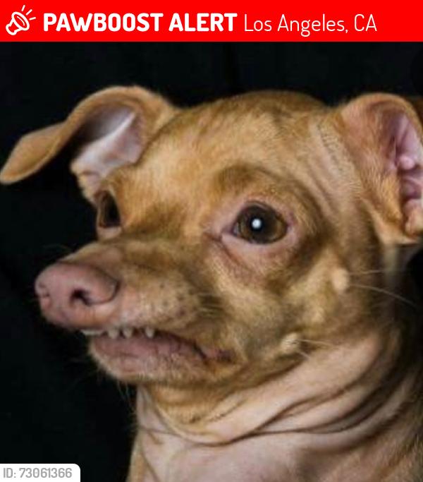 Lost Male Dog last seen Alondra and Denver, Los Angeles, CA 90248