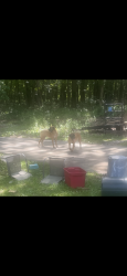 Found/Stray Unknown Dog last seen Locust lane stevensville MI, Lincoln Township, MI 49127