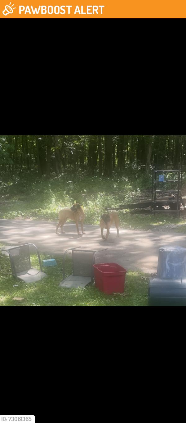 Found/Stray Unknown Dog last seen Locust lane stevensville MI, Lincoln Township, MI 49127