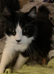 Reunited Male Cat last seen lower ferry road, DOT, Ewing Township, NJ 08628