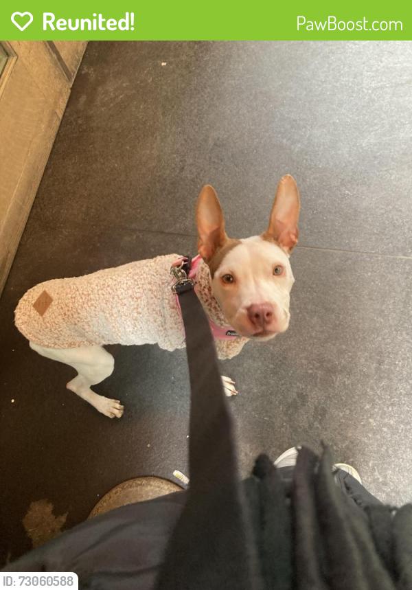 Reunited Female Dog last seen Richmond terrace and lockman ave, Staten Island, NY 10302