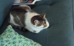 Lost Female Cat last seen Meadow Ln SE, Cleveland, TN 37323