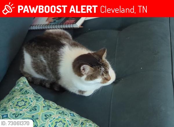 Lost Female Cat last seen Meadow Ln SE, Cleveland, TN 37323