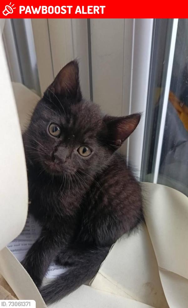 Lost Male Cat last seen Near Friern gardens , Essex, England SS12 0HD