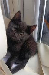 Lost Male Cat last seen Near Friern gardens , Essex, England SS12 0HD