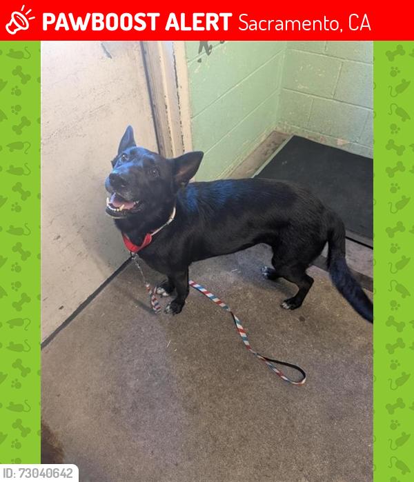 Lost Female Dog last seen Near 26th Avenue Sacramento 996820, Sacramento, CA 95820