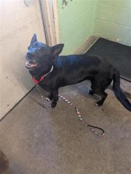 Lost Female Dog last seen Near 26th Avenue Sacramento 996820, Sacramento, CA 95820