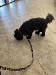 Found/Stray Male Dog last seen Memorial hosp, Modesto, CA 95350