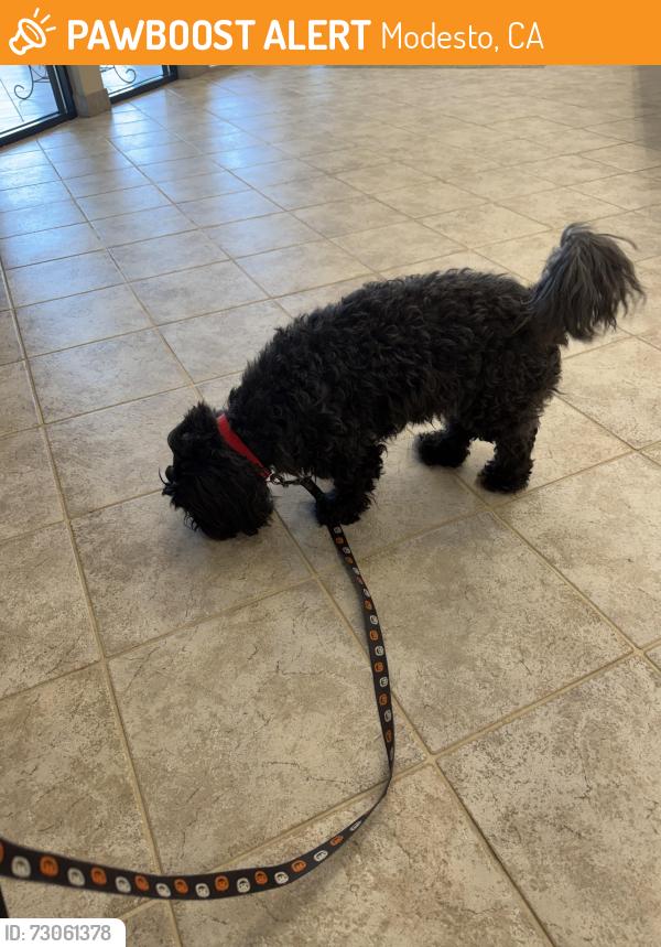 Found/Stray Male Dog last seen Memorial hosp, Modesto, CA 95350