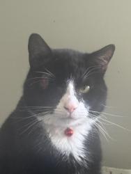 Lost Male Cat last seen Merino ct Owings mills, Owings Mills, MD 21117