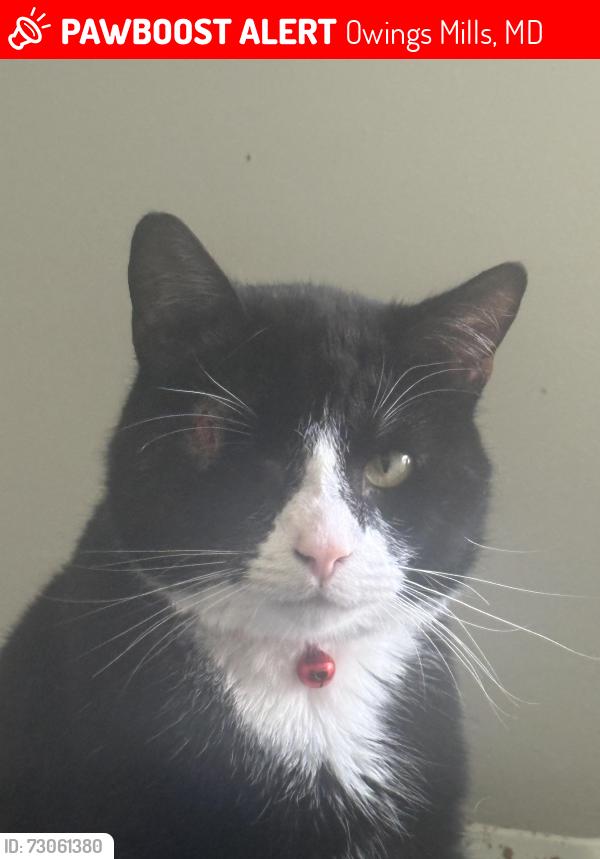 Lost Male Cat last seen Merino ct Owings mills, Owings Mills, MD 21117