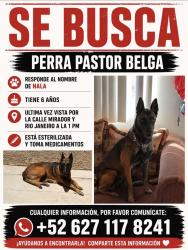 Lost Female Dog last seen Avenida Mirador y Calle Rio de Janeiro, Chihuahua, Chih. 31213