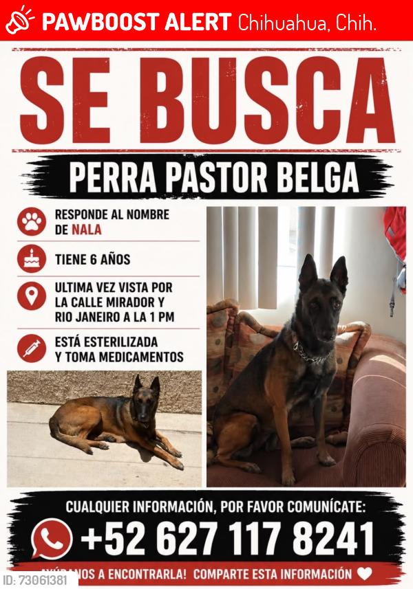 Lost Female Dog last seen Avenida Mirador y Calle Rio de Janeiro, Chihuahua, Chih. 31213
