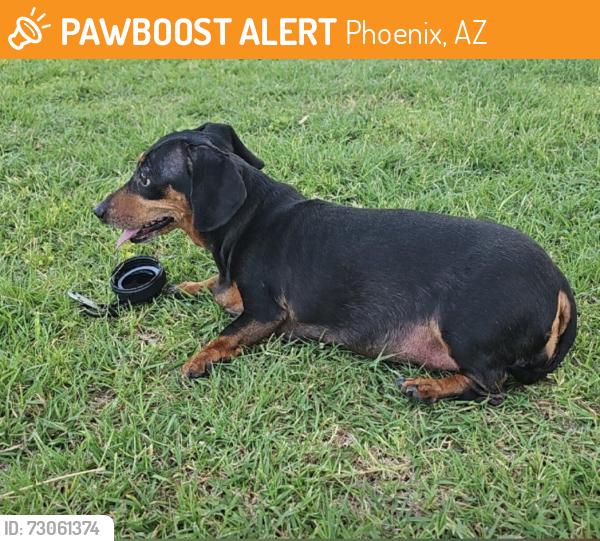 Found/Stray Female Dog last seen 31st Ave and Hearn rd, Phoenix, AZ 85029
