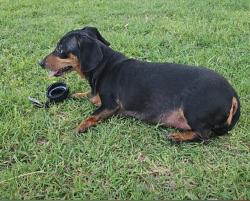 Found/Stray Female Dog last seen 31st Ave and Hearn rd, Phoenix, AZ 85029
