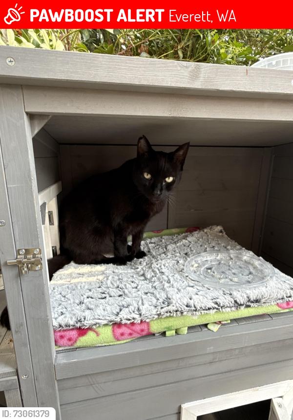 Lost Female Cat last seen Artesia apmts between 110th street and 19th Ave SE, Everett, WA 98208