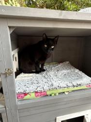 Lost Female Cat last seen Artesia apmts between 110th street and 19th Ave SE, Everett, WA 98208