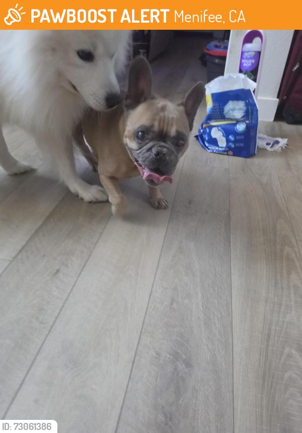 Found/Stray Male Dog last seen Juno & Pheonix Way, Menifee, CA 92586