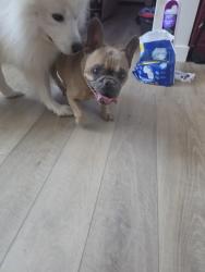 Found/Stray Male Dog last seen Juno & Pheonix Way, Menifee, CA 92586