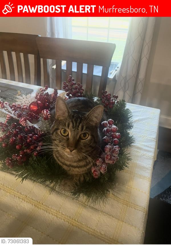 Lost Male Cat last seen Thomson Square Subdivision , Murfreesboro, TN 37129
