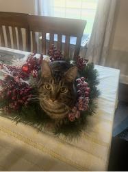 Lost Male Cat last seen Thomson Square Subdivision , Murfreesboro, TN 37129