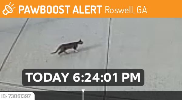 Found/Stray Unknown Cat last seen Elizabeth cove, Roswell, GA 30075
