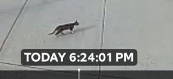 Found/Stray Unknown Cat last seen Elizabeth cove, Roswell, GA 30075
