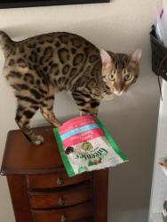 Lost Male Cat last seen Near Milan Court, La Quinta, CA 92253