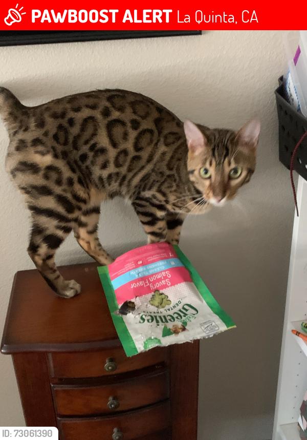 Lost Male Cat last seen Near Milan Court, La Quinta, CA 92253