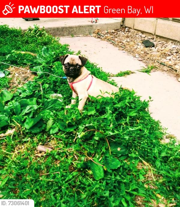 Lost Female Dog last seen Newhall, Green Bay, WI 54302