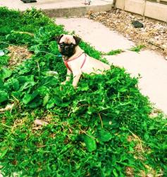 Lost Female Dog last seen Newhall, Green Bay, WI 54302