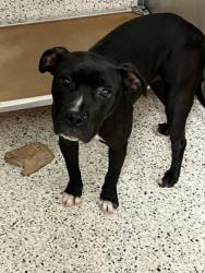 Shelter Stray Female Dog last seen Near mlk Jr dr sw, Atlanta, GA, 1251 Fulton Industrial Blvd NW, Atlanta, GA 30336, USA