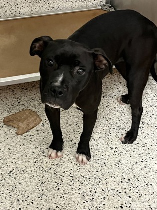 Shelter Stray Female Dog last seen Near mlk Jr dr sw, Atlanta, GA, 1251 Fulton Industrial Blvd NW, Atlanta, GA 30336, USA