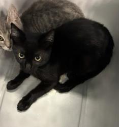 Shelter Stray Male Cat last seen Near Bell Ave, Atlanta, GA, 1251 Fulton Industrial Blvd NW, Atlanta, GA 30336, USA