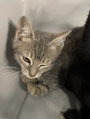 Shelter Stray Male Cat last seen Near Bell Ave, Atlanta, GA, 1251 Fulton Industrial Blvd NW, Atlanta, GA 30336, USA